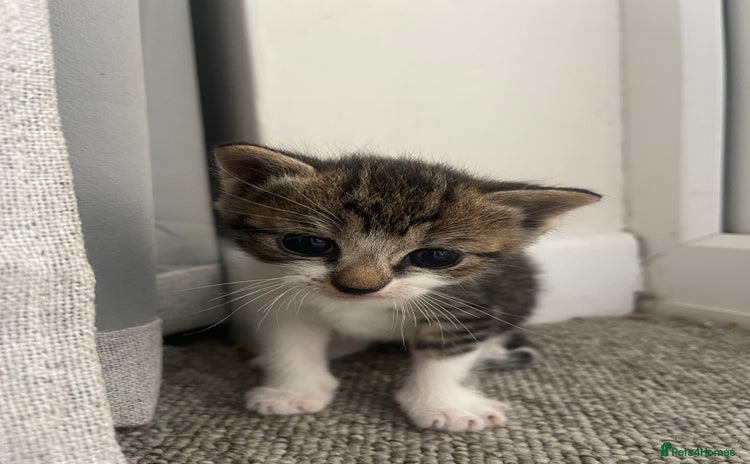 Mixed Breed cats - Advert 16