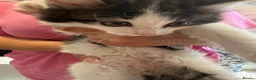 British Longhair cats for sale: 4 kittens british long hair  - Advert 15