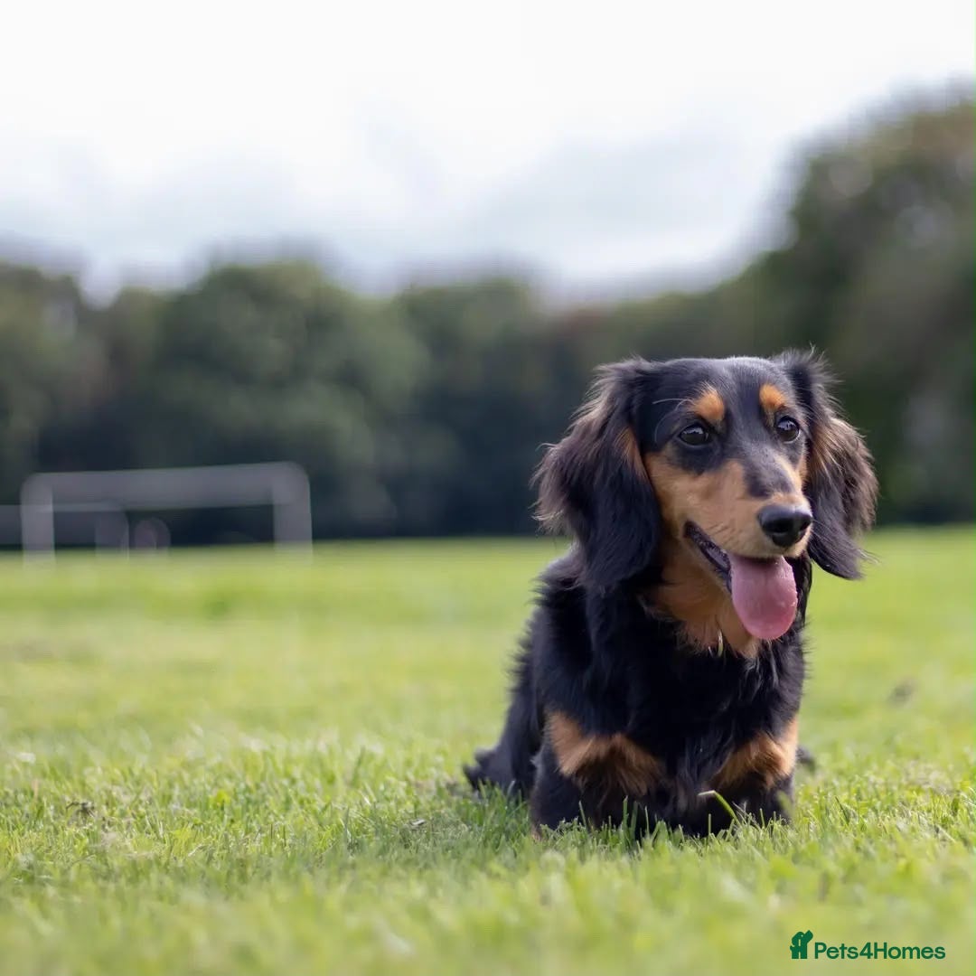 Miniature Dachshund dogs Miniature Dachshund  - Advert 1