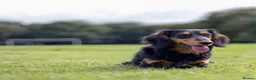 Miniature Dachshund dogs for sale: Miniature Dachshund  in South Croydon - Advert 1