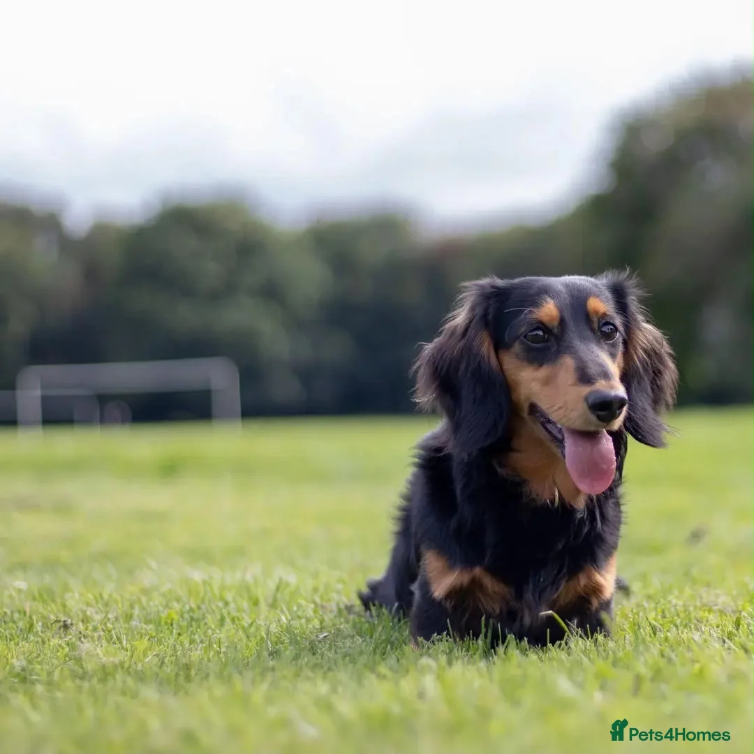 Miniature Dachshund dogs for sale: Miniature Dachshund  in South Croydon - Advert 1