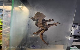 Gecko reptiles for sale: Crested gecko - pending collection - Image 4