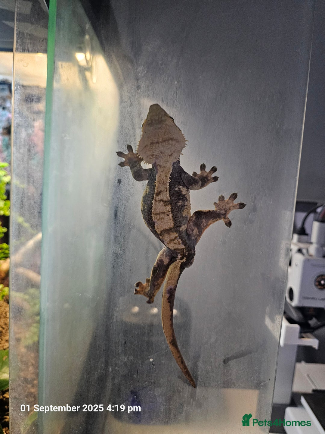 Gecko reptiles for sale: Crested gecko - pending collection - Image 4