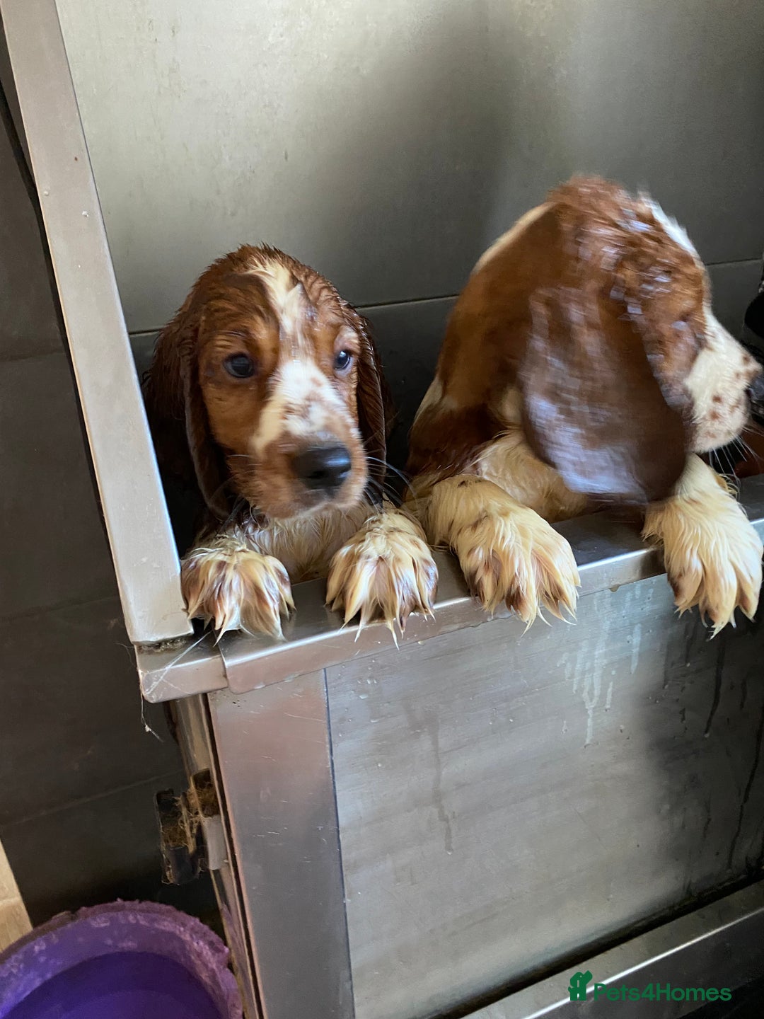 Welsh Springer Spaniel dogs for sale: Beautifully bred Welsh Springer Spaniels  - Advert 2