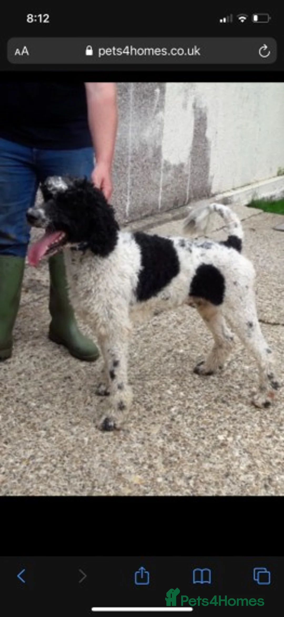 Standard Poodle dogs for stud: Standard party poodle in Marlborough - Advert 5