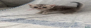 British Shorthair 4