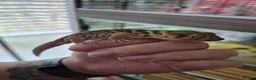 Leopard Gecko reptiles for sale: Various leopard geckos - Advert 13