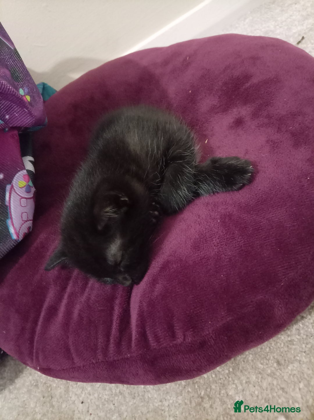 Mixed Breed cats for sale: Female kitten for sale - Image 2