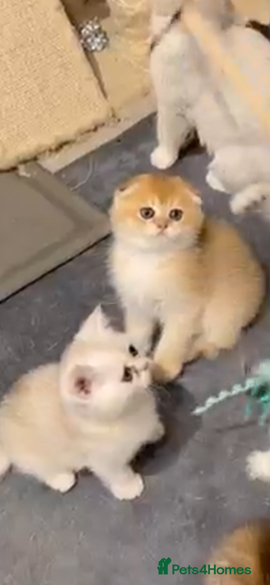 Scottish Fold cats purebred Scottish Fold kittens - Advert 2
