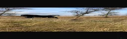 Labrador Retriever dogs for stud: KC Registered Black Labrador for stud - Advert 2
