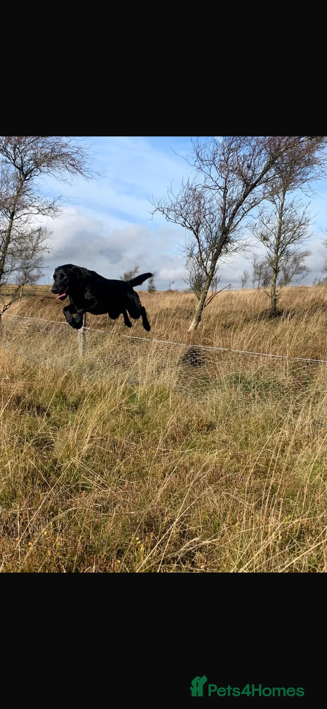 Labrador Retriever dogs for stud: KC Registered Black Labrador for stud - Advert 2
