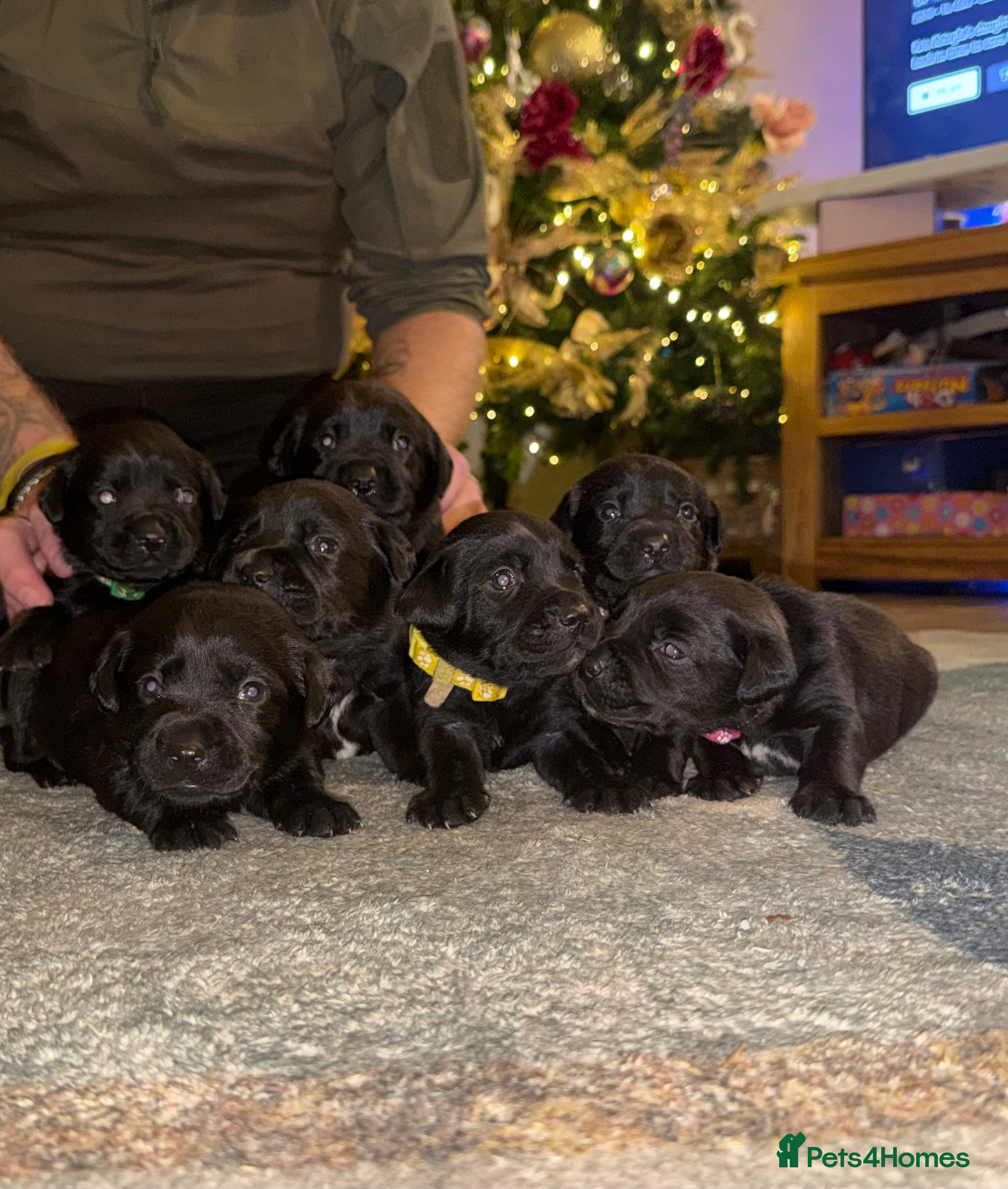 Labrador Retriever dogs Labrador X Boxerdore puppies  - Advert 9