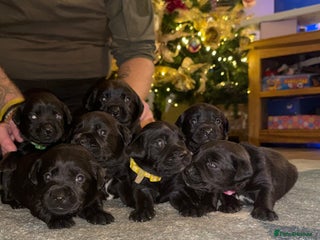 Labrador Retriever dogs Labrador X Boxerdore puppies - Advert 1