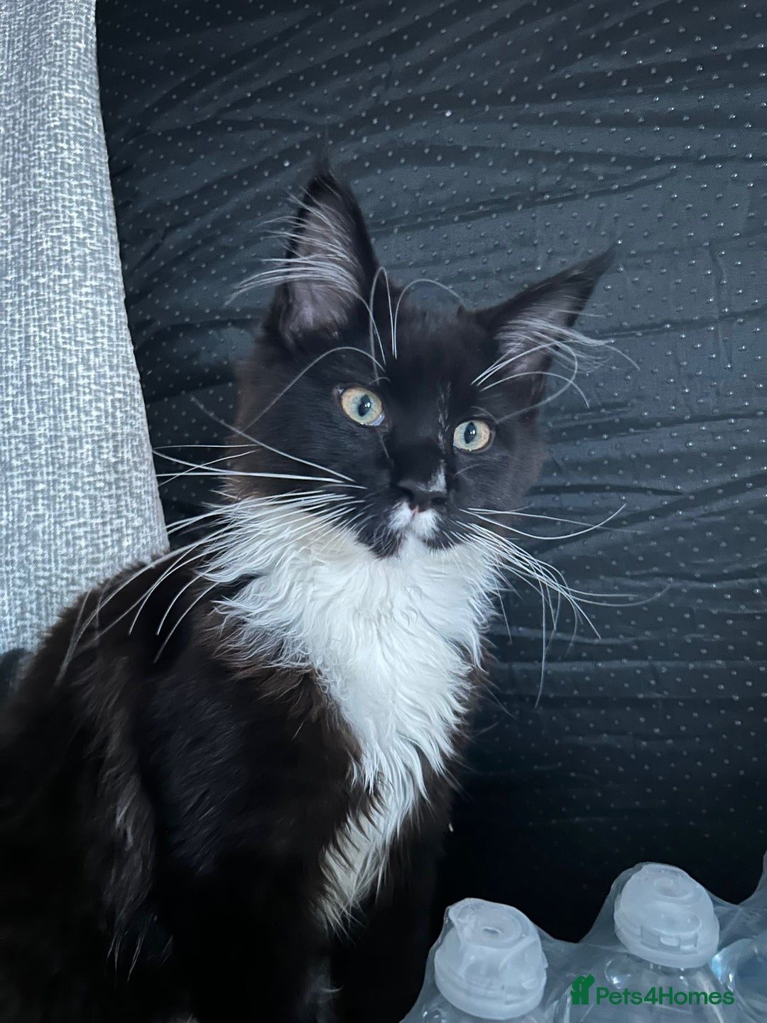 Maine Coon cats for sale: Bullet  - Image 4