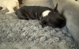 French Bulldog dogs for sale: French Bulldog Puppies - Image 17