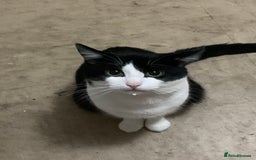 Domestic Shorthair cats for sale: Beans - Image 4