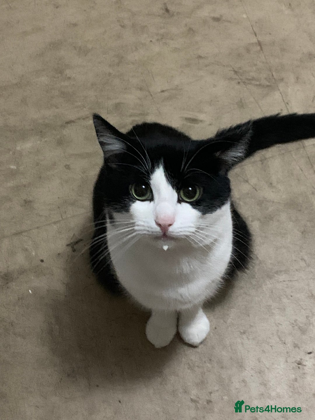 Domestic Shorthair cats for sale: Beans - Image 4