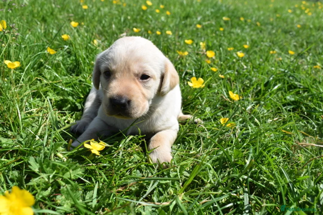 Labrador Retriever dogs for sale: Stunning Working Pedigree Labrador Puppies  - Advert 19