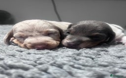 Miniature Dachshund dogs for sale: Miniature Dachshund male puppies  - Image 3
