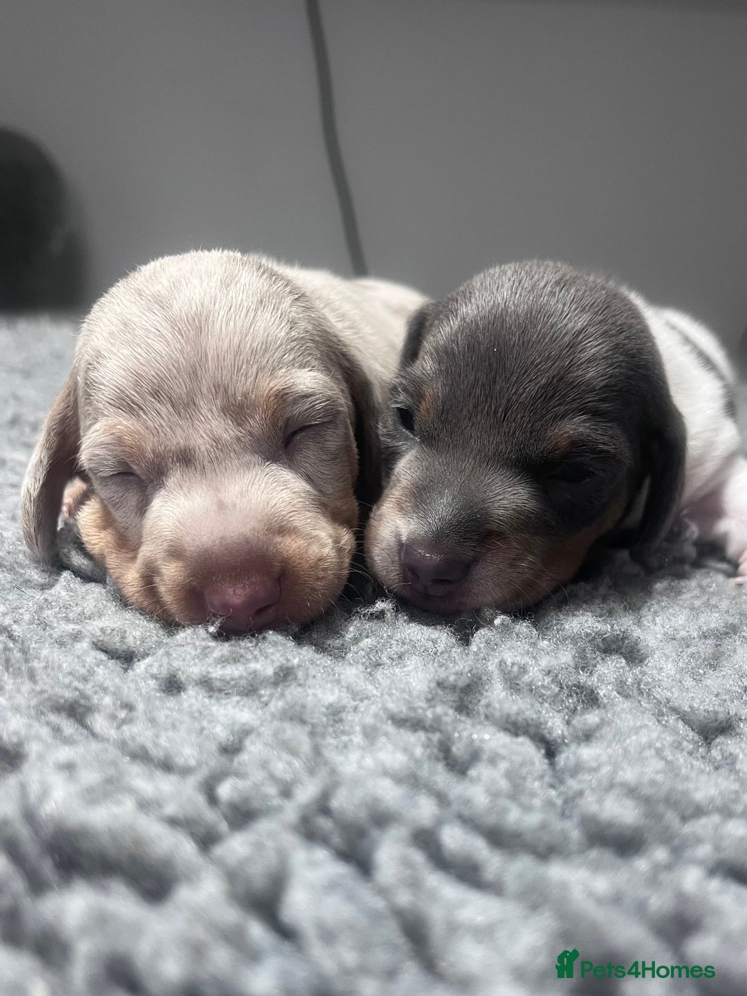 Miniature Dachshund dogs for sale: Miniature Dachshund male puppies  - Image 3