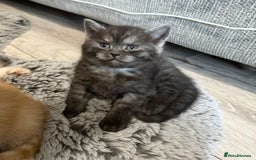 Mixed Breed cats for sale: Bsh x maincoon kittens - Advert 4