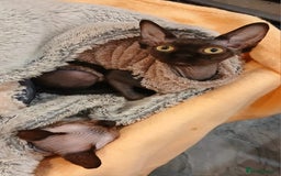 Sphynx cats for sale: Silver elf and black little babies - Image 10