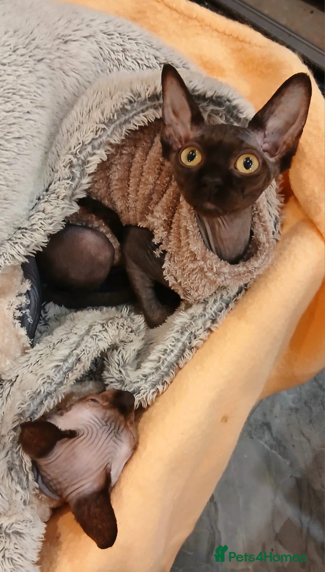 Sphynx cats for sale: Silver elf and black little babies - Image 10