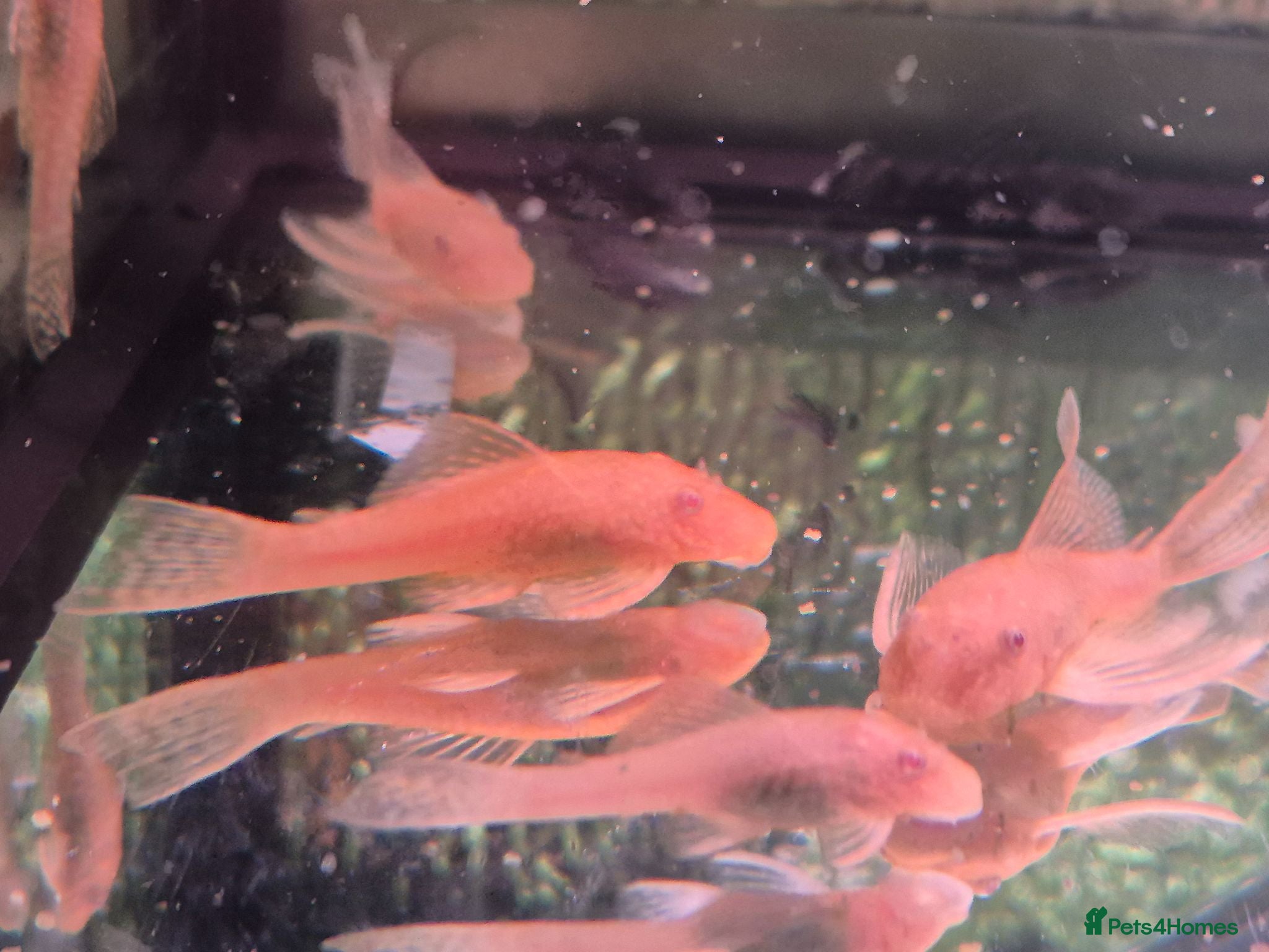 Plecos fish Various bristlenose young. - Advert 12