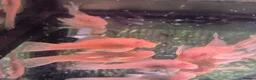 Plecos fish for sale: Various bristlenose young. in Bolton - Advert 1