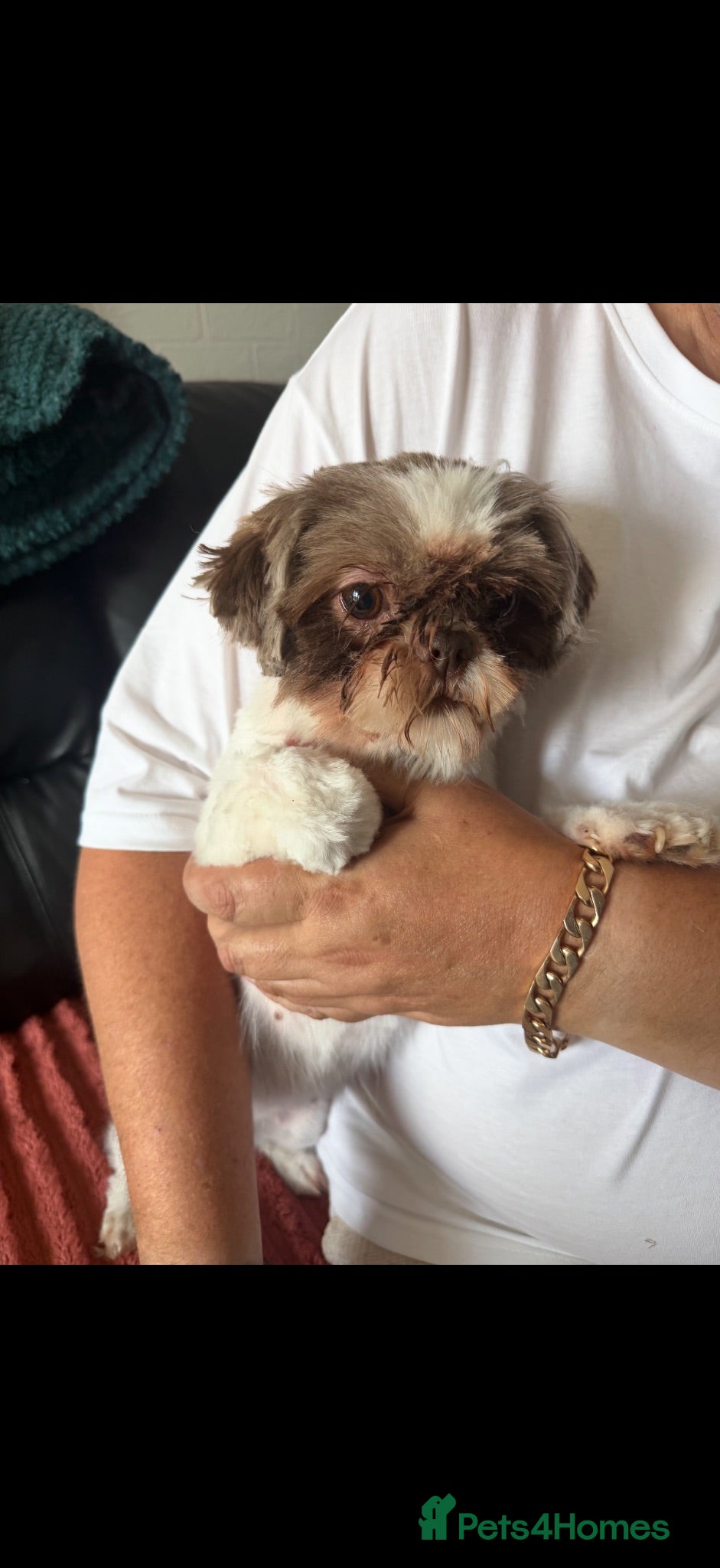 Shih Tzu dogs Tan and white Shih Tzu  - Advert 3