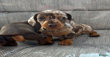 Miniature Dachshund dogs - Advert 3