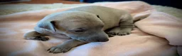 Italian Greyhound dogs for sale: KC Registered Italian Greyhound Girl Puppies - Advert 20