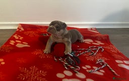 English Bulldog dogs for sale: 🐶✨ English Bulldog Puppies Available! ✨🐶 - Advert 10