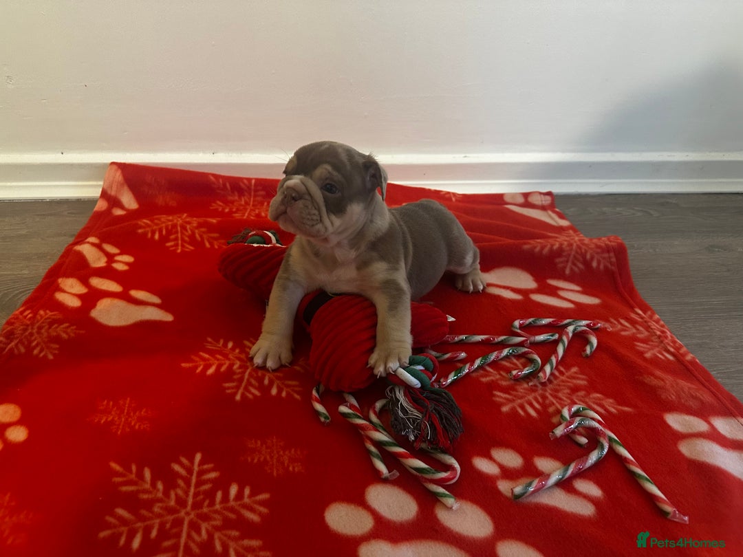 English Bulldog dogs for sale: 🐶✨ English Bulldog Puppies Available! ✨🐶 - Advert 10