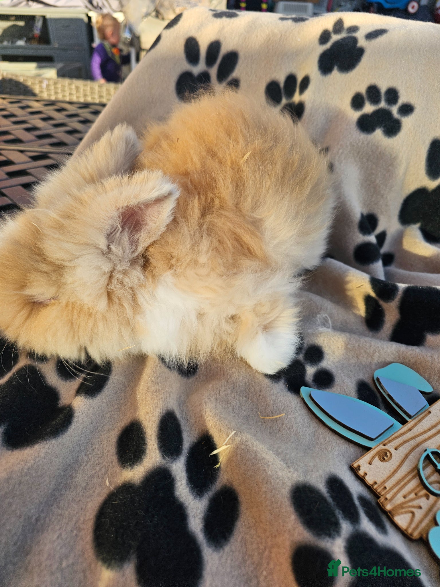 Angora rabbits Teddy lions , Angora x Lionhead  - Advert 1