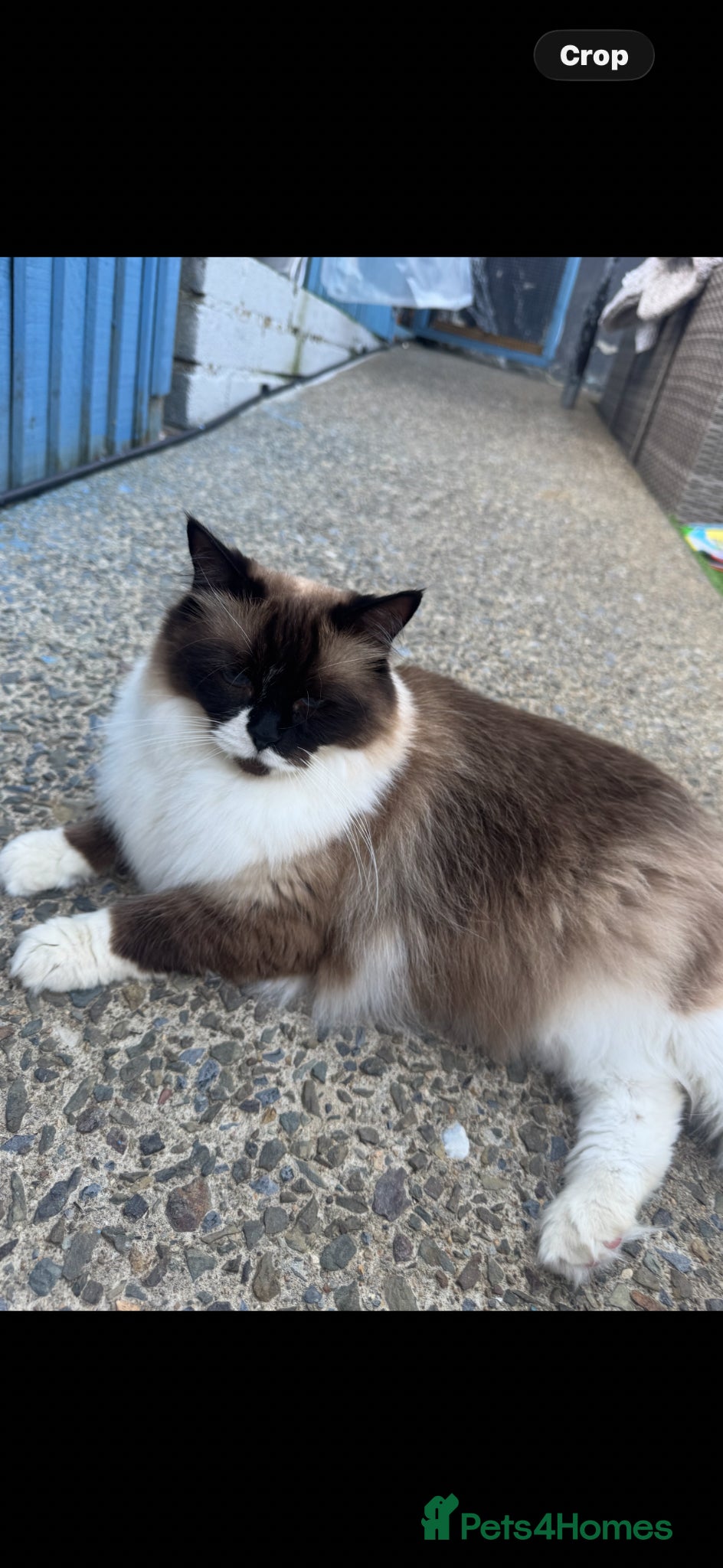 Ragdoll cats for sale: Ragdoll female  - Advert 2
