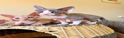 Devon Rex cats for sale: beautiful Devon Rex kittens  - Advert 3