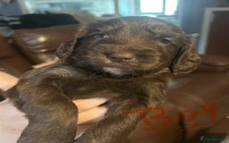 Cockapoo dogs for sale: Beautiful litter of F2 cockapoos  - Image 3