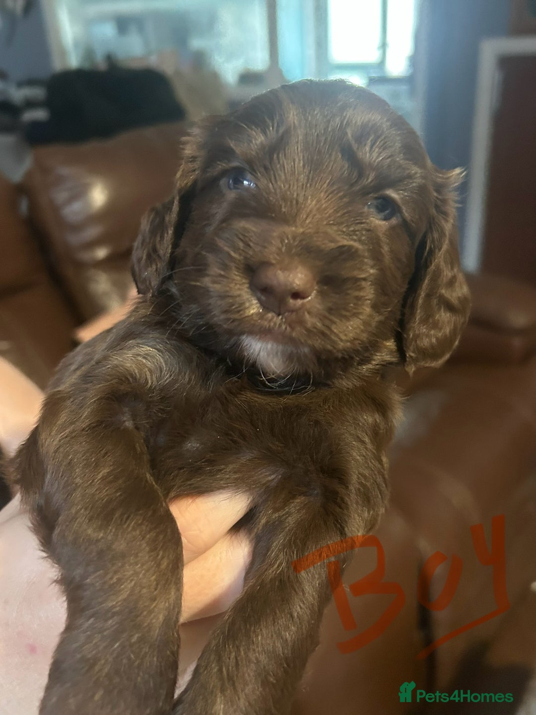 Cockapoo dogs for sale: Beautiful litter of F2 cockapoos  - Image 3