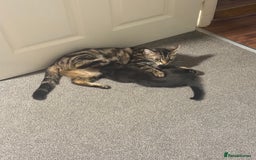 Mixed Breed cats for sale: Lovely ready to go kittens - Image 6