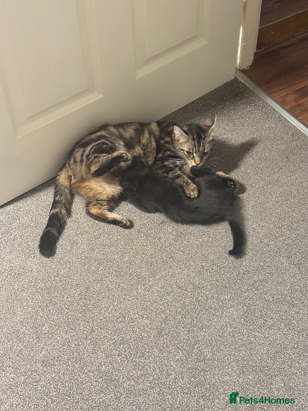 Mixed Breed cats for sale: Lovely ready to go kittens - Image 6