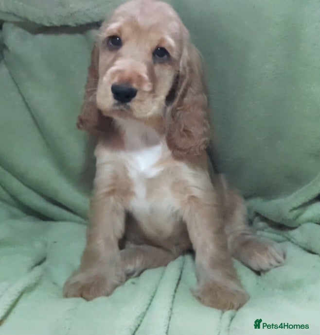Sprocker dogs Sprocker x Cocker Spaniel - Advert 2