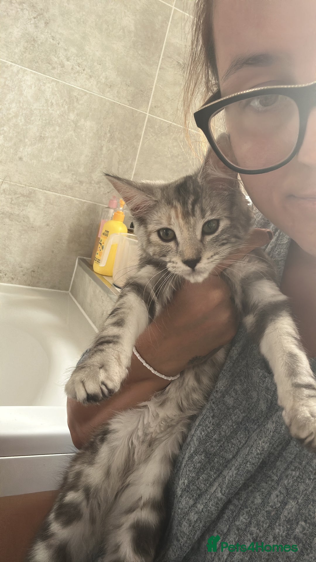 Mixed Breed cats for sale: Beautiful mixed breed girl for sale - Advert 9