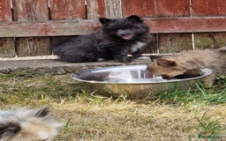 Pomeranian dogs for sale: ** pomeranians - Image 6