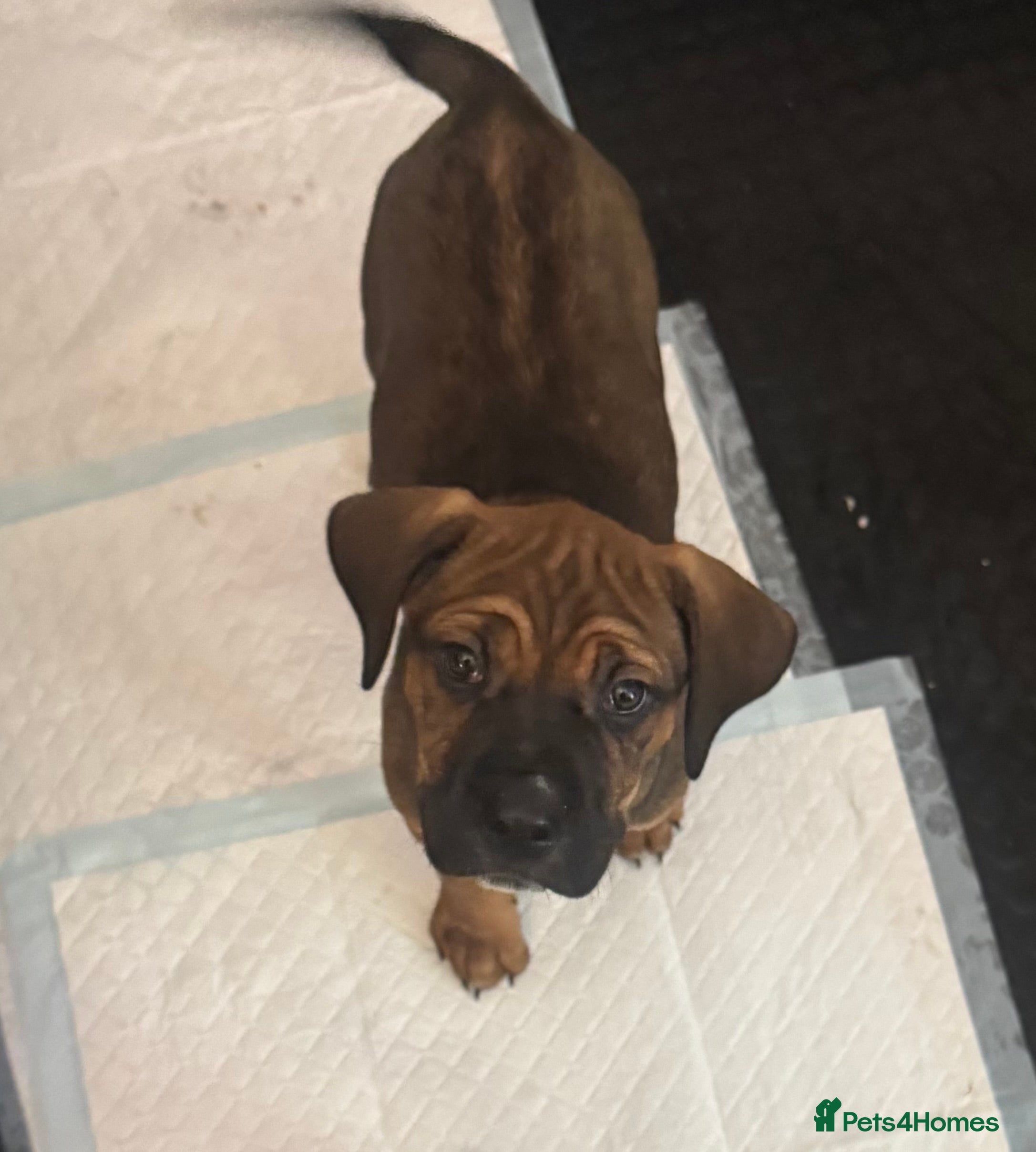 Cane Corso dogs Only 1girl remaining cane Corso pups - Advert 6