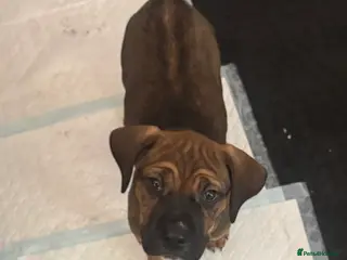 Cane Corso dogs Only 1girl remaining cane Corso pups - Advert 6