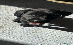 Labrador Retriever dogs for sale: Stunning fox red & black Labrador puppies  - Image 14