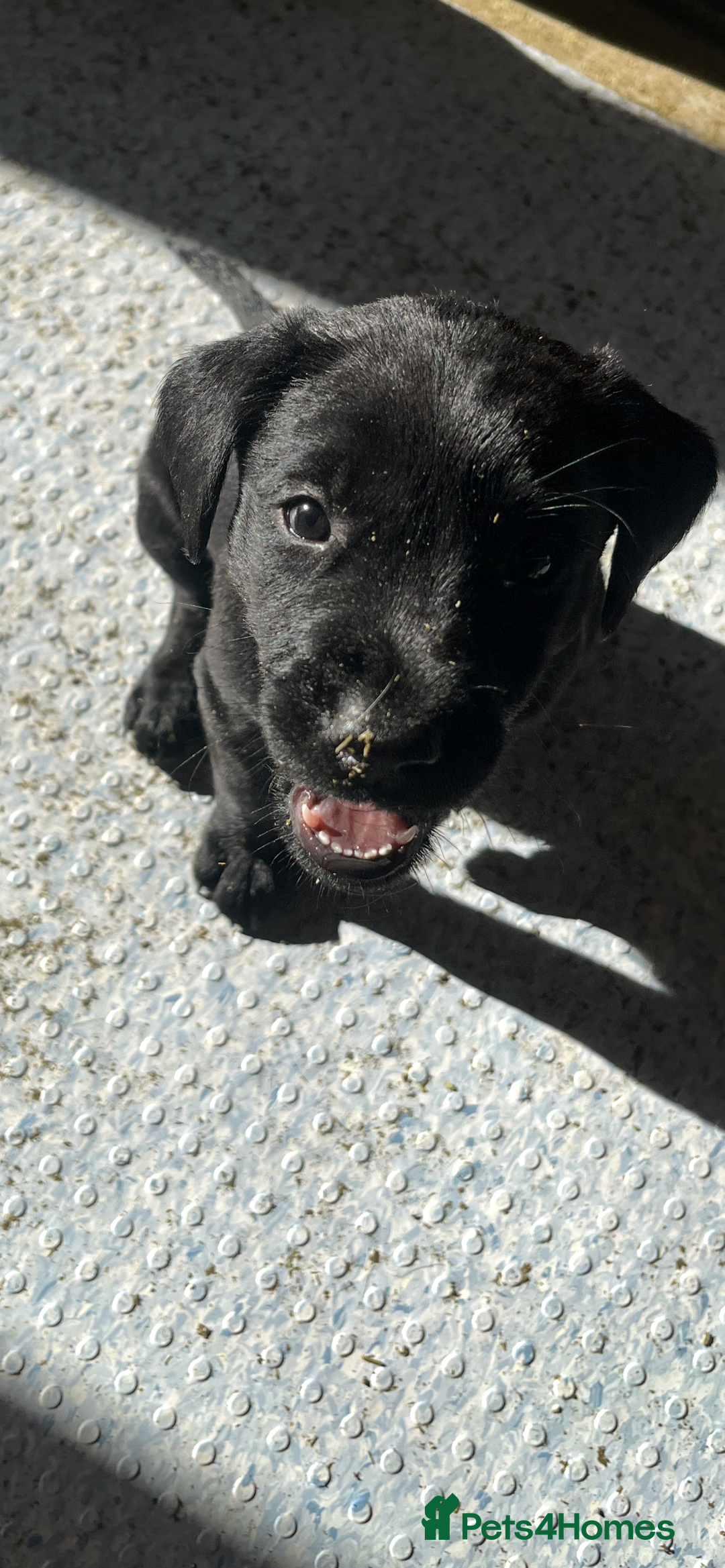 Labrador Retriever dogs for sale: Stunning fox red & black Labrador puppies  - Image 14