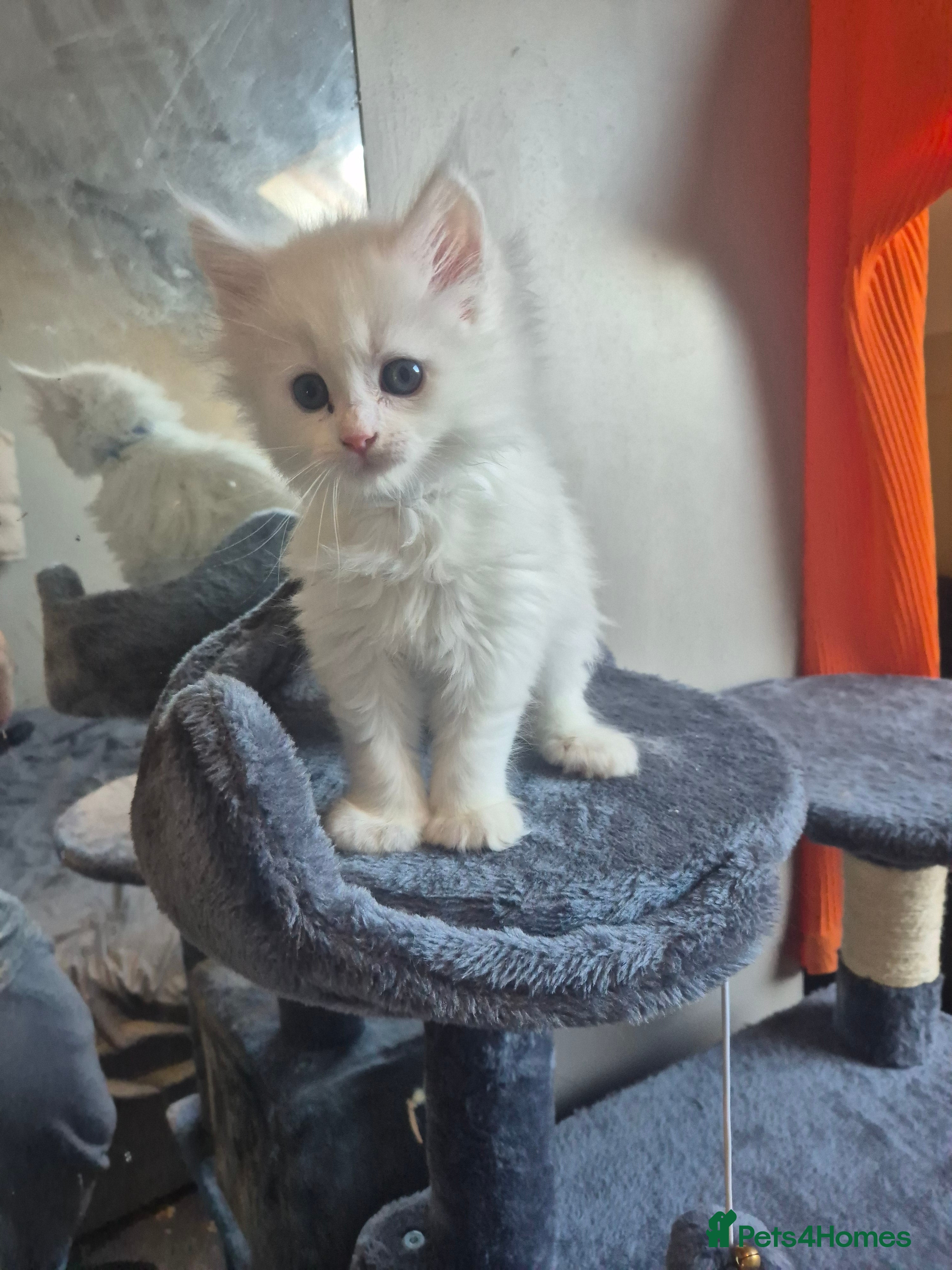 Maine Coon cats ✨🐾 Stunning Russian Maine Coon Kittens 🐾✨ - Advert 11