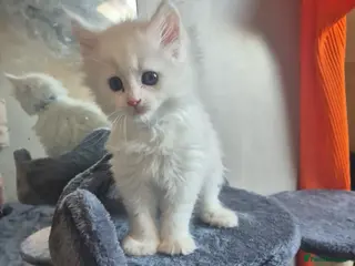 Maine Coon cats ✨🐾 Stunning Russian Maine Coon Kittens 🐾✨ - Advert 11